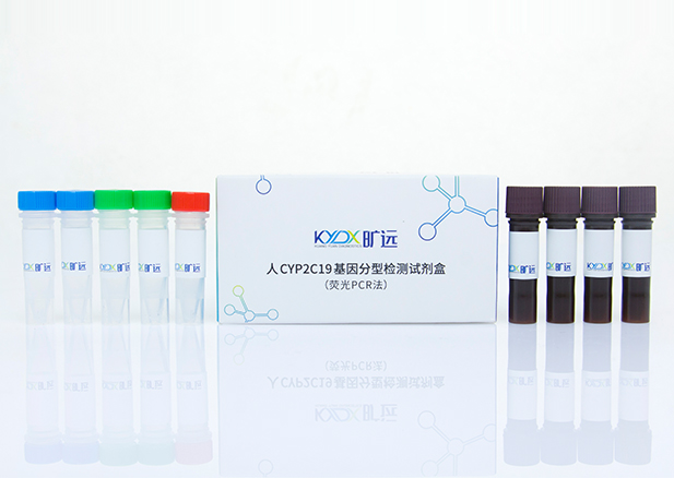 ��CYP2C19������ͼ���Լ��У�ӫ��PCR����